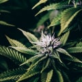 What are the top 10 cannabis companies?