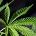 What Medical Conditions Qualify for Medical Marijuana?