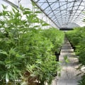 The Biggest Cannabis Companies in the World