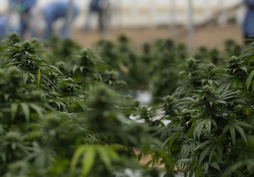 Are Cannabis Companies Making Money?